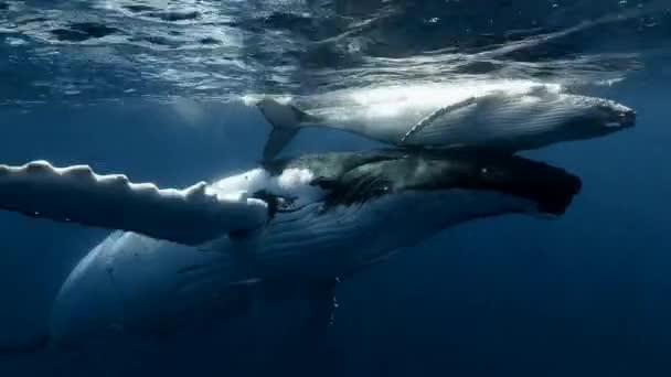 太陽の下で母親と赤ちゃんクジラの再会の海の光線 海洋生物におけるザトウクジラMegaptera Novaeangliae — ストック動画