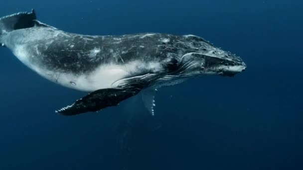 太陽の下で母親と赤ちゃんクジラの再会の海の光線 海洋生物におけるザトウクジラMegaptera Novaeangliae — ストック動画