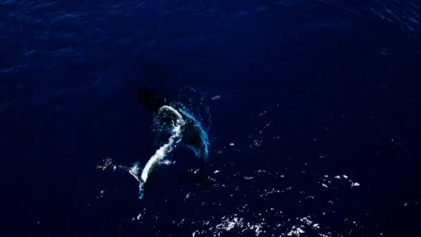 Paus Humpback Dan Juru Kamera Bawah Air Laut Pasifik Biru — Stok Video