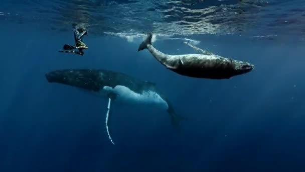 Bultrug Walvis Cameraman Onder Water Blauwe Stille Oceaan Roca Partida — Stockvideo