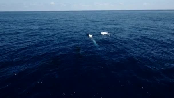 Vista Aérea Las Ballenas Madre Bebé Jugando Mar Azul Ballenas — Vídeos de Stock