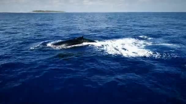 Vista Aérea Las Ballenas Madre Bebé Jugando Mar Azul Ballenas — Vídeo de stock