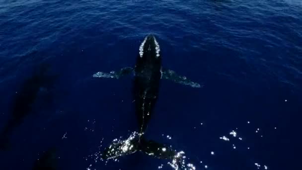 Вид Воздуха Мать Детенышей Китов Играющих Голубом Море Южные Правые — стоковое видео