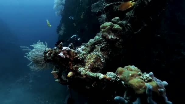 Buceador Bajo Agua Con Peces Tropicales Corales Explorando Bajo Agua — Vídeos de Stock