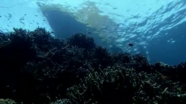 Plongeur Sous Marin Avec Poissons Tropicaux Coraux Explorant Sous Eau — Video