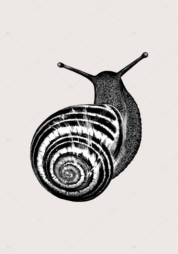 Hand-drawn sketch Snail isolated on beige background. Vintage style. Vector illustration for posters and print