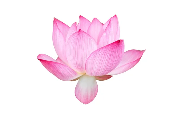 Lotus Flower Isolated White Background File Contains Clipping Path Easy — Stock Photo, Image