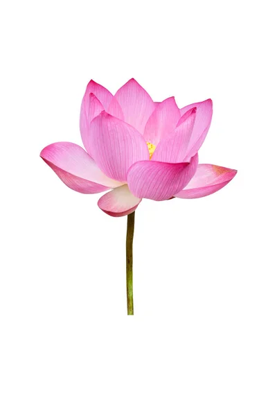 Fleur Lotus Isolée Sur Fond Blanc Fichier Contient Avec Chemin — Photo