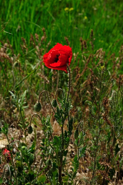 Κόκκινη παπαρούνα λουλούδι σε ένα ξέφωτο — Φωτογραφία Αρχείου