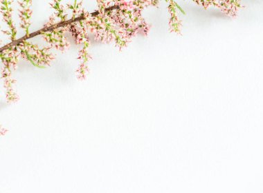 Parlak bahar arkaplanı - sarı ve beyaz kombinasyonu, tebrik kartı. Metin için yer, kopyalama alanı, düz uzanma