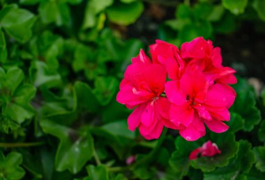 güzel kırmızı, kırmızı, pembe sardunya çiçekleri çayırda, çiçekli narin çiçekler