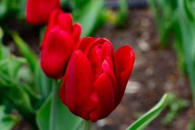 Güzel kırmızı laleler çiçek tarhında, baharın habercileri, güneşli gün, bahar havası