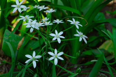 Çayırdaki güzel beyaz çiçekler, narin çiçeklerin çiçekli arka planı