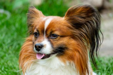 Güzel papillon renkli köpek - kırmızı-kahverengi-beyaz, portre