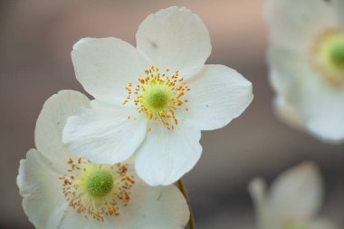 Çayırdaki güzel beyaz çiçekler, narin çiçeklerin çiçekli arka planı