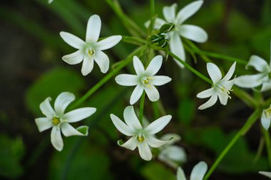 Çayırdaki güzel beyaz çiçekler, narin çiçeklerin çiçekli arka planı