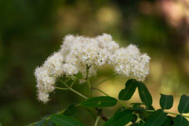 Çayırdaki güzel beyaz çiçekler, narin çiçeklerin çiçekli arka planı