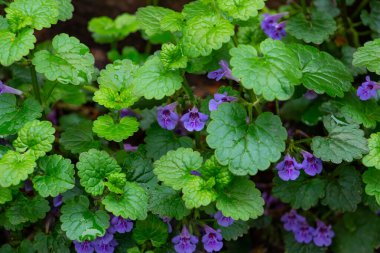 Çayırda güzel mavi bahar çiçekleri narin açık mavi çiçeklerin çiçek arkaplanı