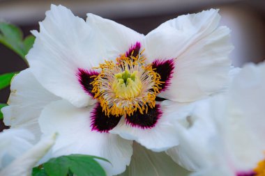 Şakayık ağacı, çayırdaki güzel beyaz çiçekler, narin çiçeklerin çiçek arkaplanı.