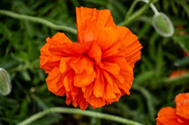 Çayırdaki narin kırmızı gelincikler, sevilen biri için güzel çiçekler, gelincik tarlasında yaz atmosferi.