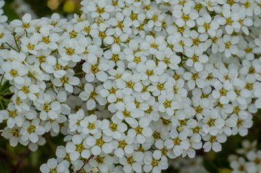 Kiraz çiçekleri, çayırdaki güzel beyaz çiçekler, narin çiçeklerin çiçekli arka planı.