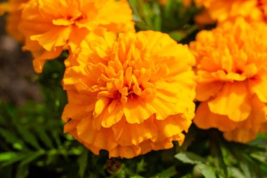 Kadife çiçeği, güzel turuncu, çayırda sarı çiçekler, narin çiçeklerin çiçek arkaplanı.