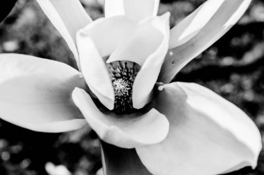 Siyah arkaplanda manolya, kavramsal şehvetli fotoğraf, siyah beyaz güzel çiçekler.