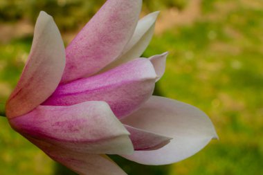  Manolya - güzel pembe, beyaz bahar çalısı, narin çiçeklerin çiçek arkaplanı