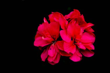 Siyah arkaplanda kırmızı sardunya çiçeği, izole edilmiş, kopyalama alanı, metin için yer