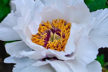 Şakayık ağacı, çayırdaki güzel beyaz çiçekler, narin çiçeklerin çiçek arkaplanı.