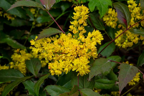 Çayırdaki güzel sarı çiçekler, narin çiçeklerin çiçekli arka planı.