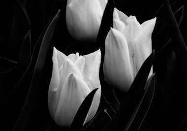 Siyah arkaplanda laleler, kavramsal şehvetli fotoğraf, siyah beyaz güzel çiçekler, kopya alanı, metin için yer