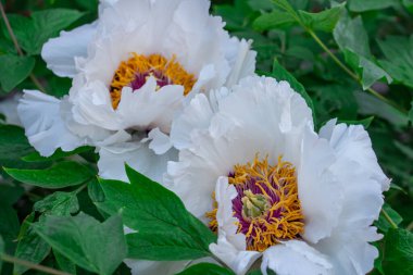 Şakayık ağacı, çayırdaki güzel beyaz çiçekler, narin çiçeklerin çiçek arkaplanı.