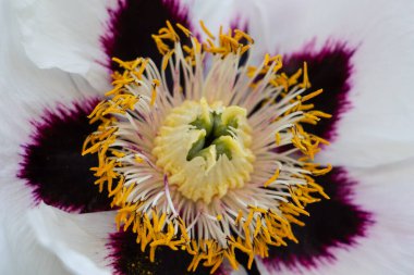 Şakayık ağacı, çayırdaki güzel beyaz çiçekler, narin çiçeklerin çiçek arkaplanı.