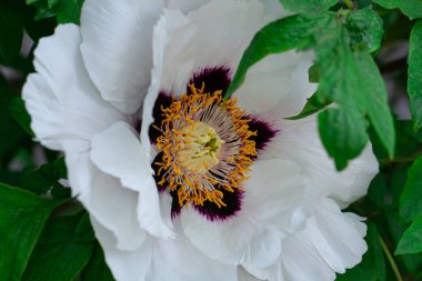 Şakayık ağacı, çayırdaki güzel beyaz çiçekler, narin çiçeklerin çiçek arkaplanı.
