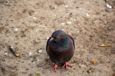Güzel gri güvercin kameraya bakıyor.