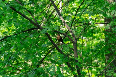 Parkın arkasındaki bir sığırcık ağaç dalında oturuyor.