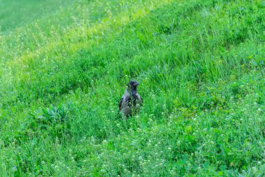 Kuzgun parkta çimlerin üzerinde duruyor.