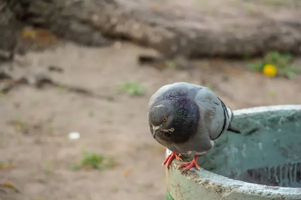 Schöne graublaue Taube, die in die Kamera schaut — Stockfoto