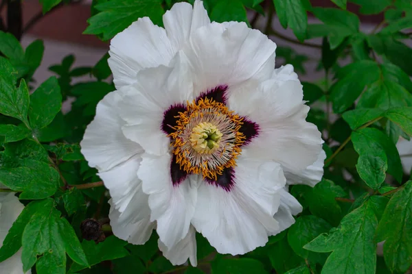 牡丹树，草地上美丽的白花，精致花朵的花朵背景 — 图库照片