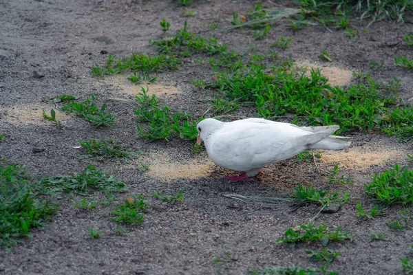 Gyönyörű fehér galamb pakra eszik gabona — Stock Fotó