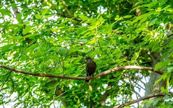 Un étourneau dans le parc est assis sur une branche avec une proie dans son bec - avec un ver — Photo