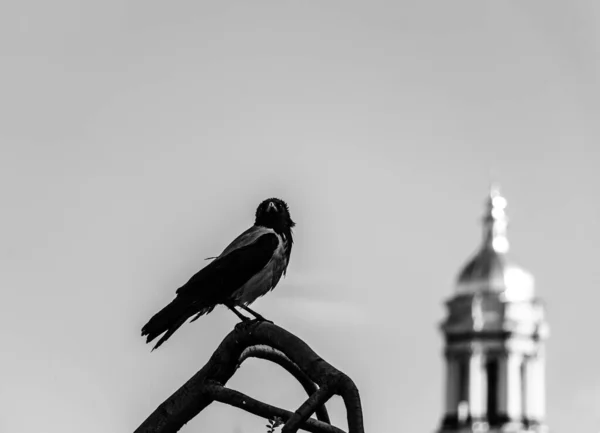 Black raven on a tree branch against the background of the sky and the dome of the church, mystical atmosphere — Stock Photo, Image