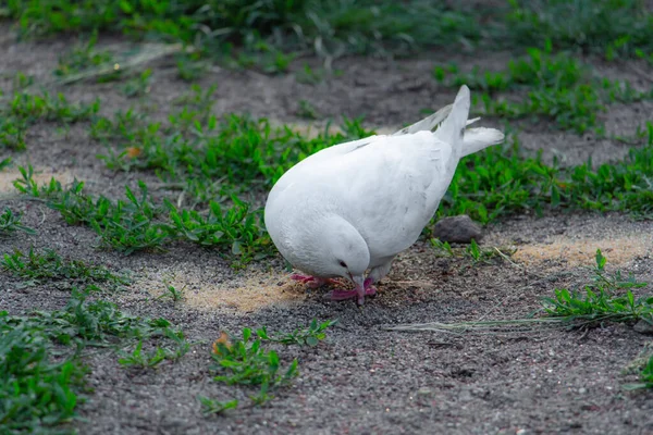 Schöne weiße Taube in pakra essen Korn — Stockfoto