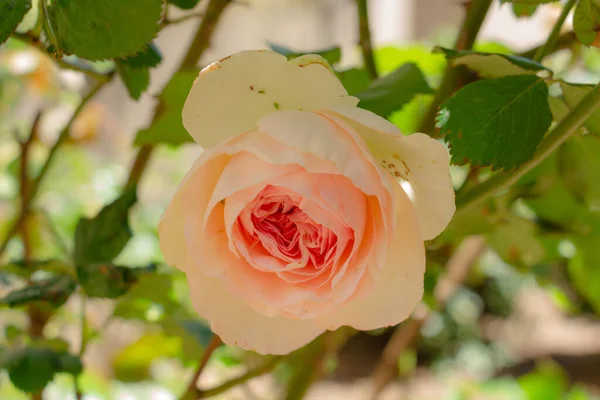 Delicado rosa rosa botão de perto no jardim — Fotografia de Stock