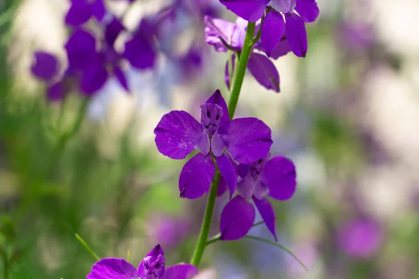 Larkspur Delphinium Consolida Rakieta, zbliżenie niebieskich i fioletowych dzikich kwiatów — Zdjęcie stockowe