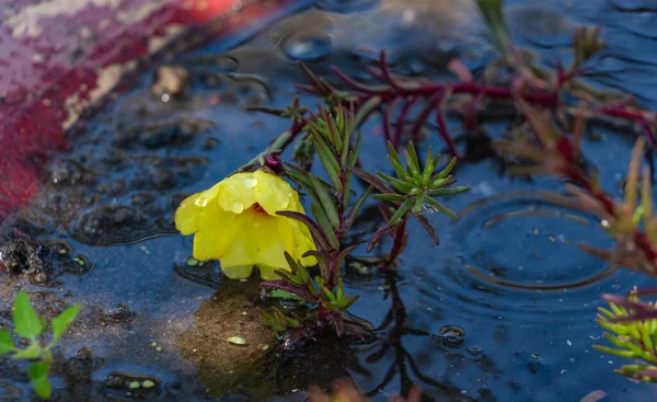 Κίτρινο λουλούδι Portulaca oleracea σε ένα παρτέρι μετά τη βροχή — Φωτογραφία Αρχείου