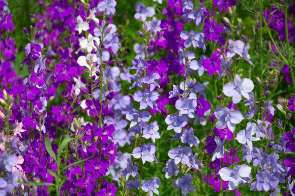 Delphinium kwitnie w ogrodzie, jasny niebieski, purpurowe kwiaty — Zdjęcie stockowe