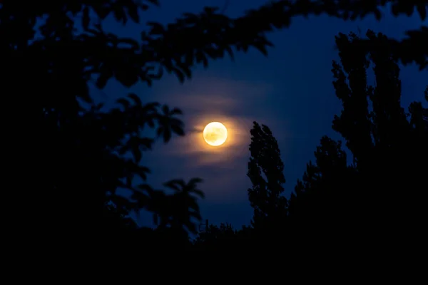 Lua cheia no céu noturno entre as árvores — Fotografia de Stock