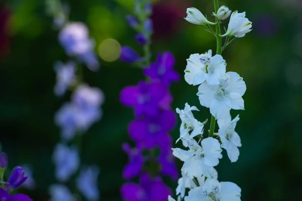 Larkspur Delphinium Consolida Rakieta, zbliżenie niebieskich i fioletowych dzikich kwiatów — Zdjęcie stockowe